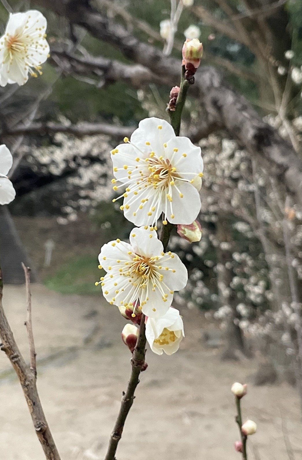１月２０日　撮影